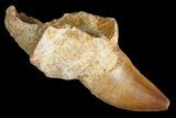 Fossil Partially Rooted Mosasaur (Prognathodon) Tooth - Morocco #163901-1
